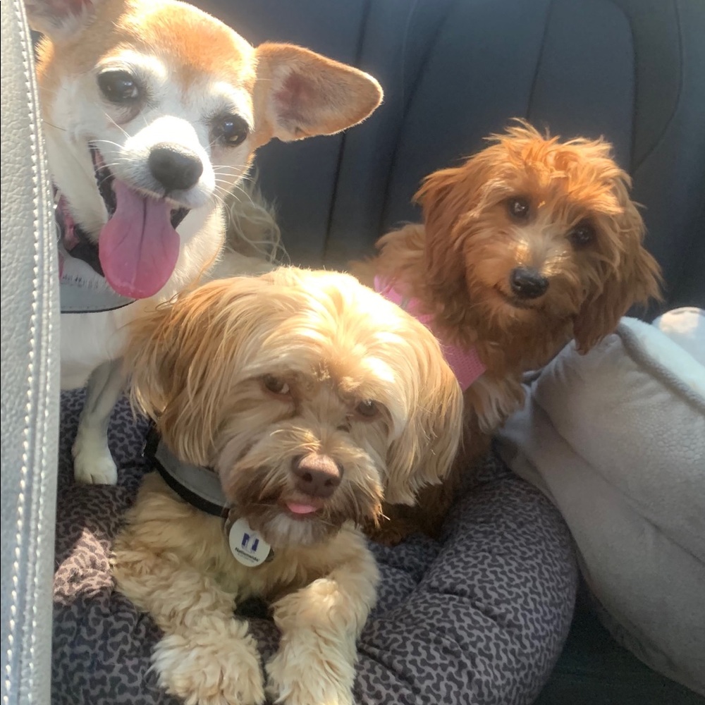 Meet your Posher, Alisa